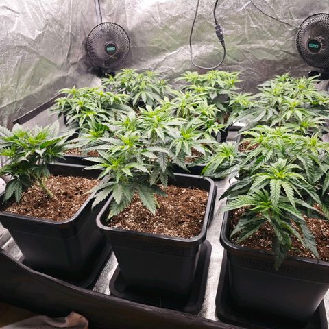 Biscotti growlog timeline photo