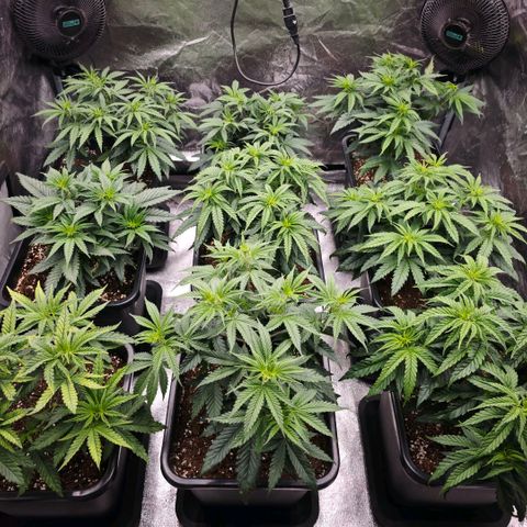 Biscotti growlog timeline photo