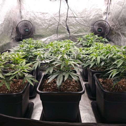 Biscotti growlog timeline photo