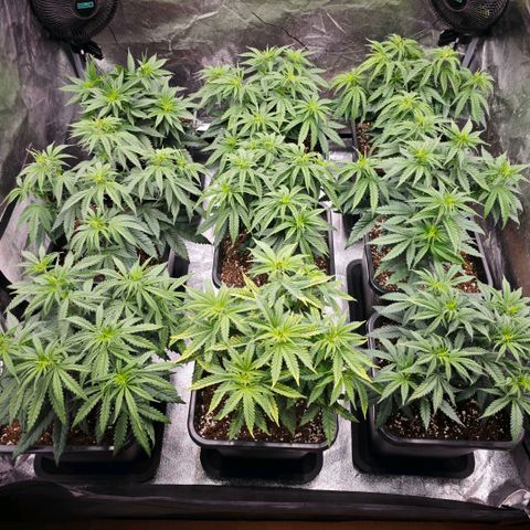 Biscotti growlog timeline photo