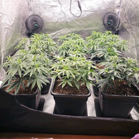 Biscotti growlog timeline photo