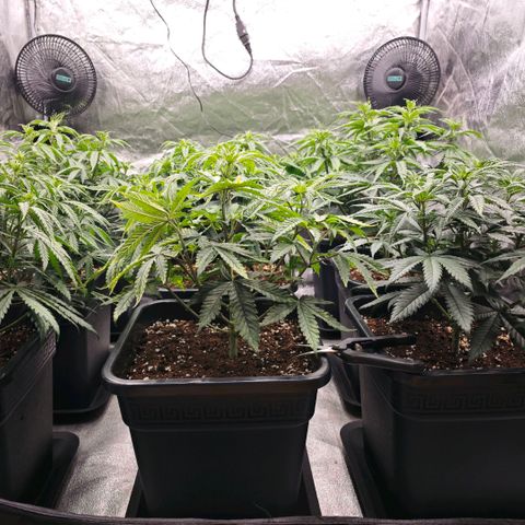 Biscotti growlog timeline photo