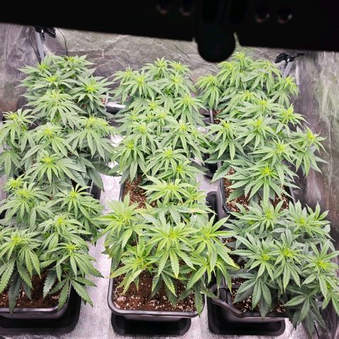 Biscotti growlog timeline photo