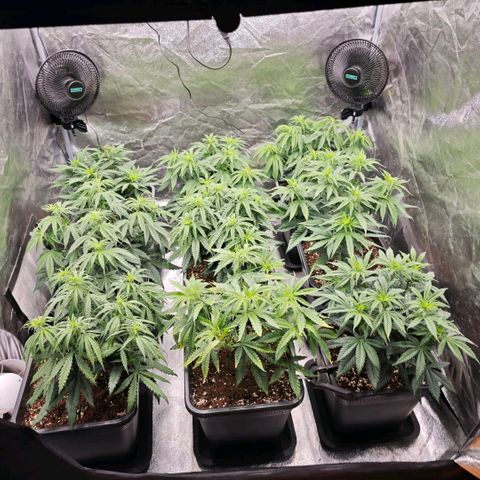 Biscotti growlog timeline photo
