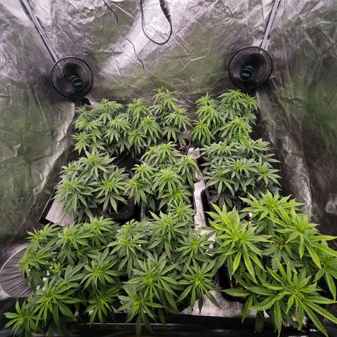 Biscotti growlog timeline photo