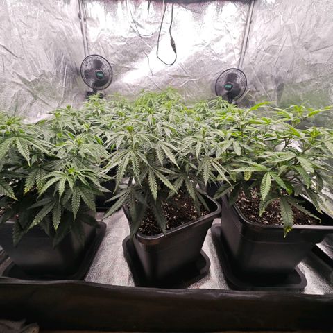 Biscotti growlog timeline photo