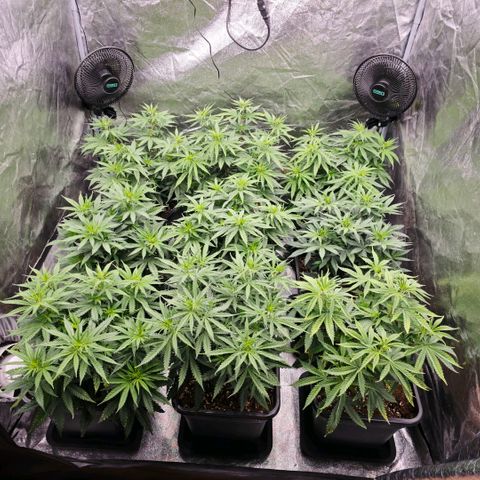 Biscotti growlog timeline photo