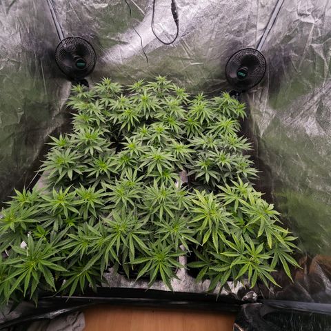 Biscotti growlog timeline photo
