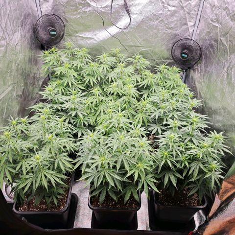 Biscotti growlog timeline photo