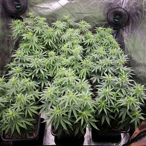 Biscotti growlog timeline photo