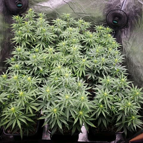 Biscotti growlog timeline photo