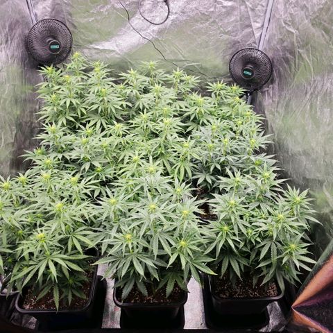 Biscotti growlog timeline photo