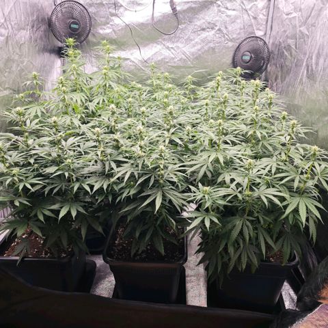 Biscotti growlog timeline photo