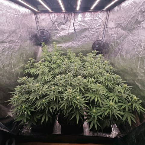 Biscotti growlog timeline photo