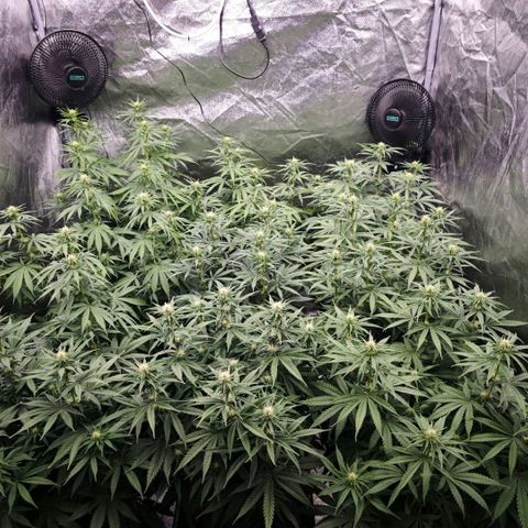 Biscotti growlog timeline photo