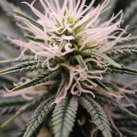 Biscotti growlog timeline photo