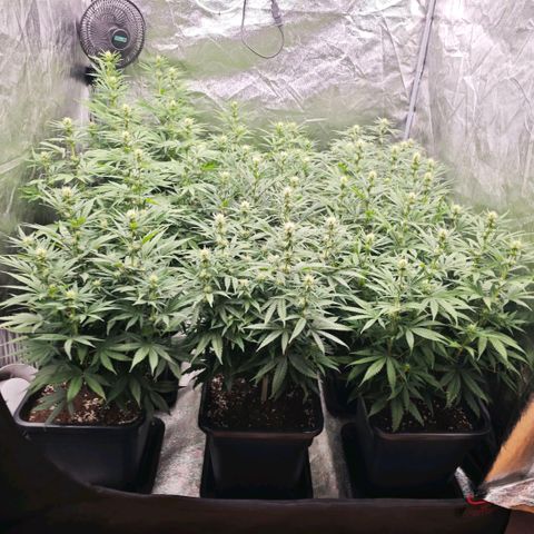 Biscotti growlog timeline photo