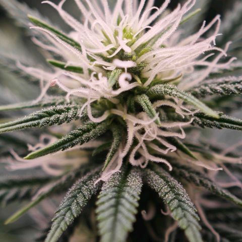 Biscotti growlog timeline photo