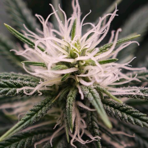 Biscotti growlog timeline photo