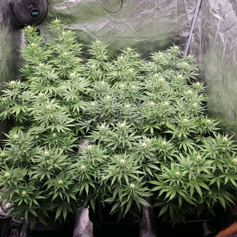 Biscotti growlog timeline photo