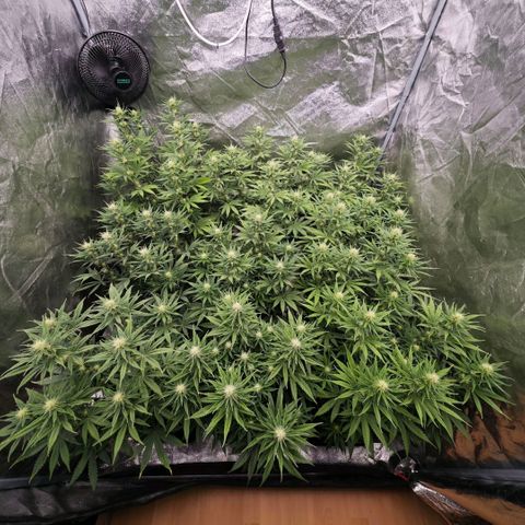 Biscotti growlog timeline photo