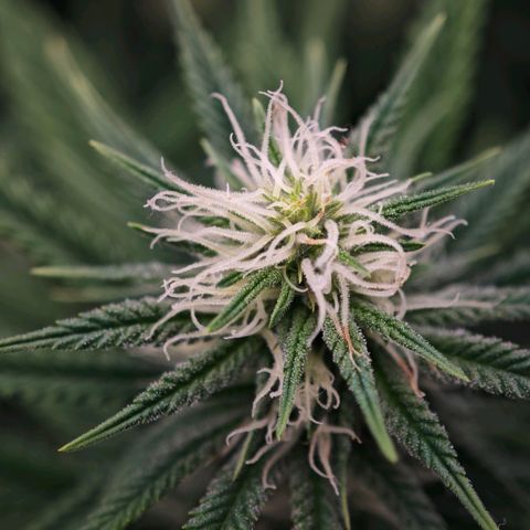 Biscotti growlog timeline photo