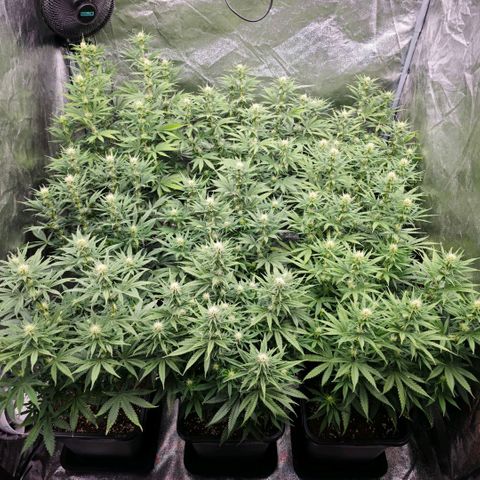 Biscotti growlog timeline photo