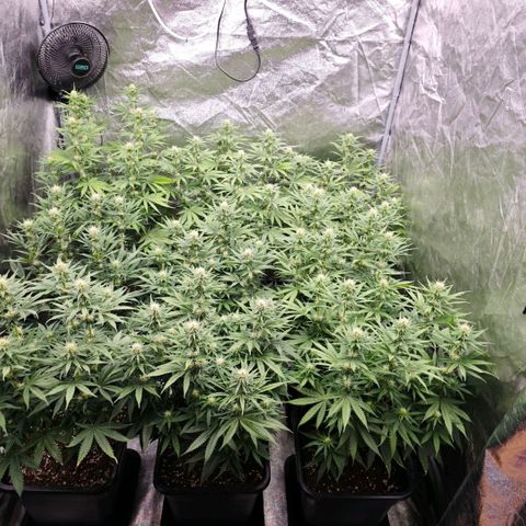 Biscotti growlog timeline photo