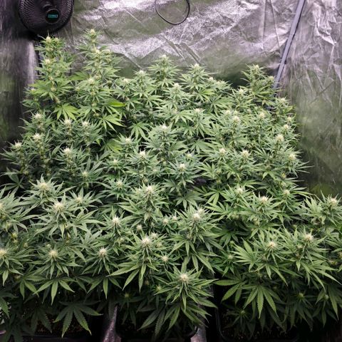 Biscotti growlog timeline photo