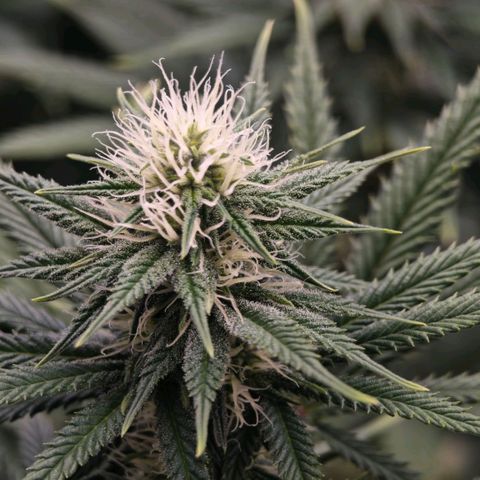 Biscotti growlog timeline photo
