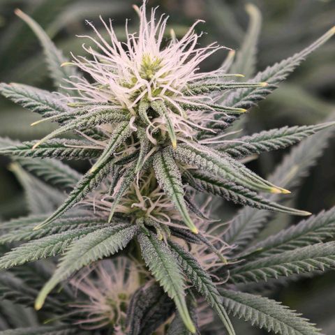 Biscotti growlog timeline photo