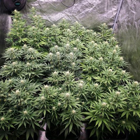 Biscotti growlog timeline photo