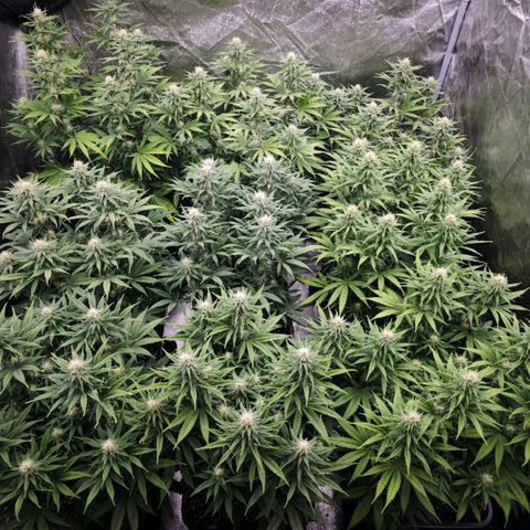 Biscotti growlog timeline photo