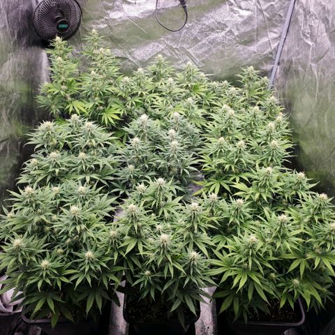 Biscotti growlog timeline photo