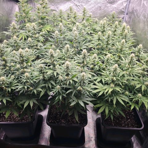 Biscotti growlog timeline photo