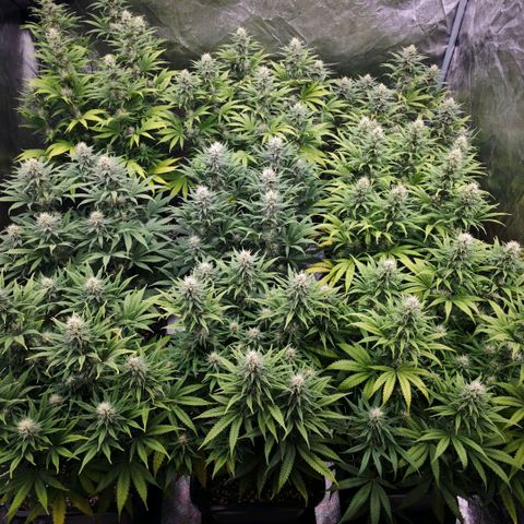 Biscotti growlog timeline photo