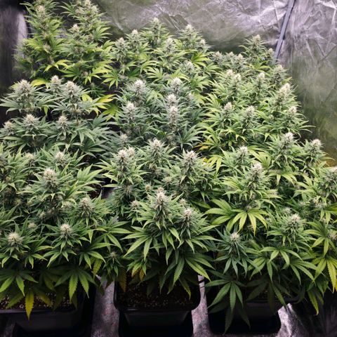 Biscotti growlog timeline photo