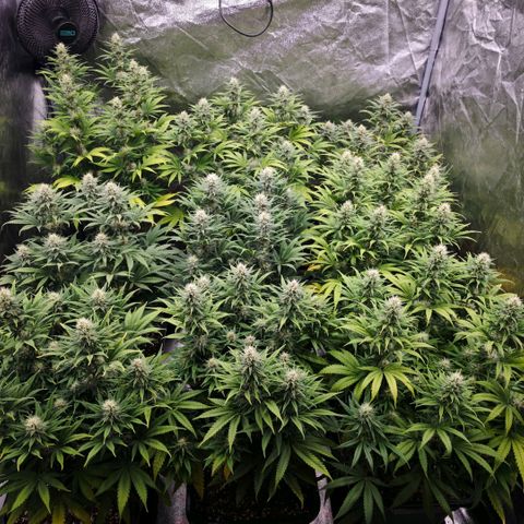 Biscotti growlog timeline photo
