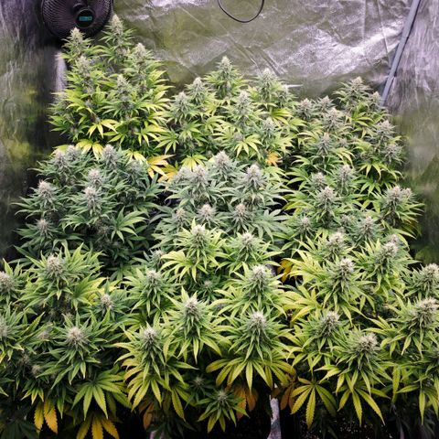 Biscotti growlog timeline photo
