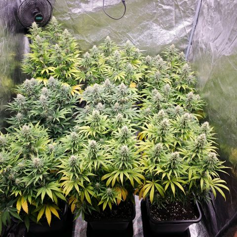 Biscotti growlog timeline photo