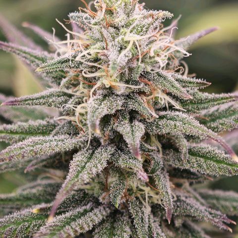 Biscotti growlog timeline photo