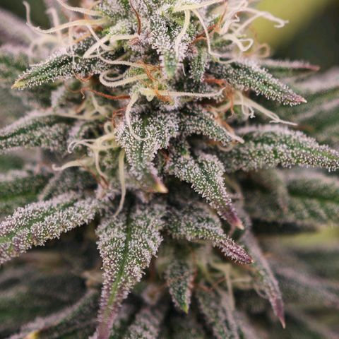 Biscotti growlog timeline photo