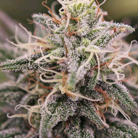 Biscotti growlog timeline photo