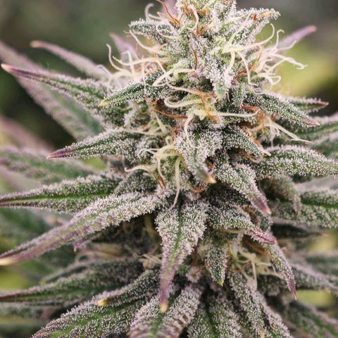 Biscotti growlog timeline photo
