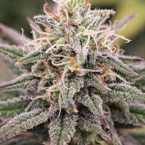 Biscotti growlog timeline photo