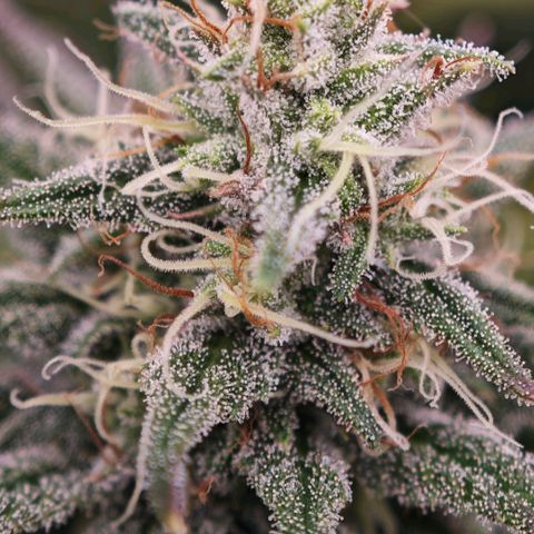 Biscotti growlog timeline photo
