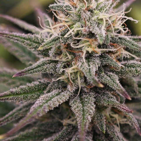 Biscotti growlog timeline photo
