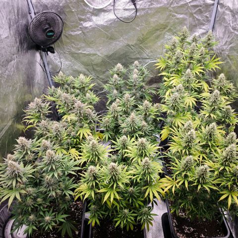Biscotti growlog timeline photo