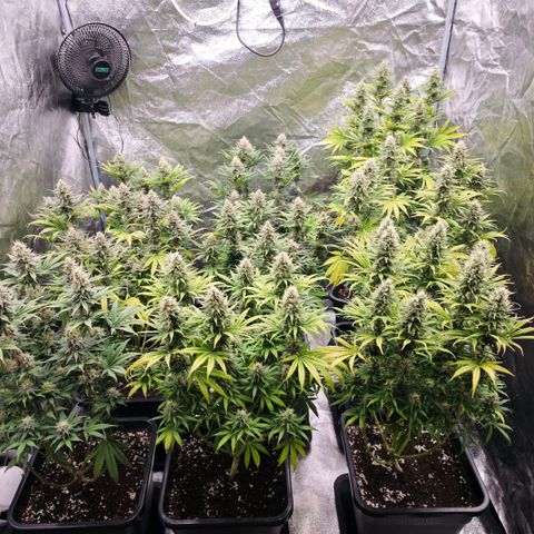 Biscotti growlog timeline photo