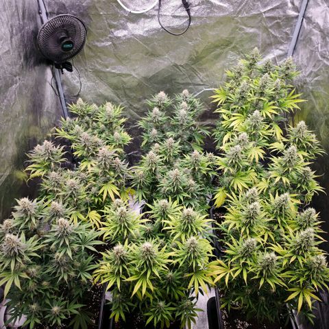 Biscotti growlog timeline photo